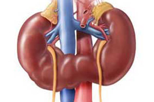 подковообразная почка