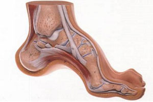 конская стопа