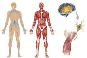 торсионная дистония